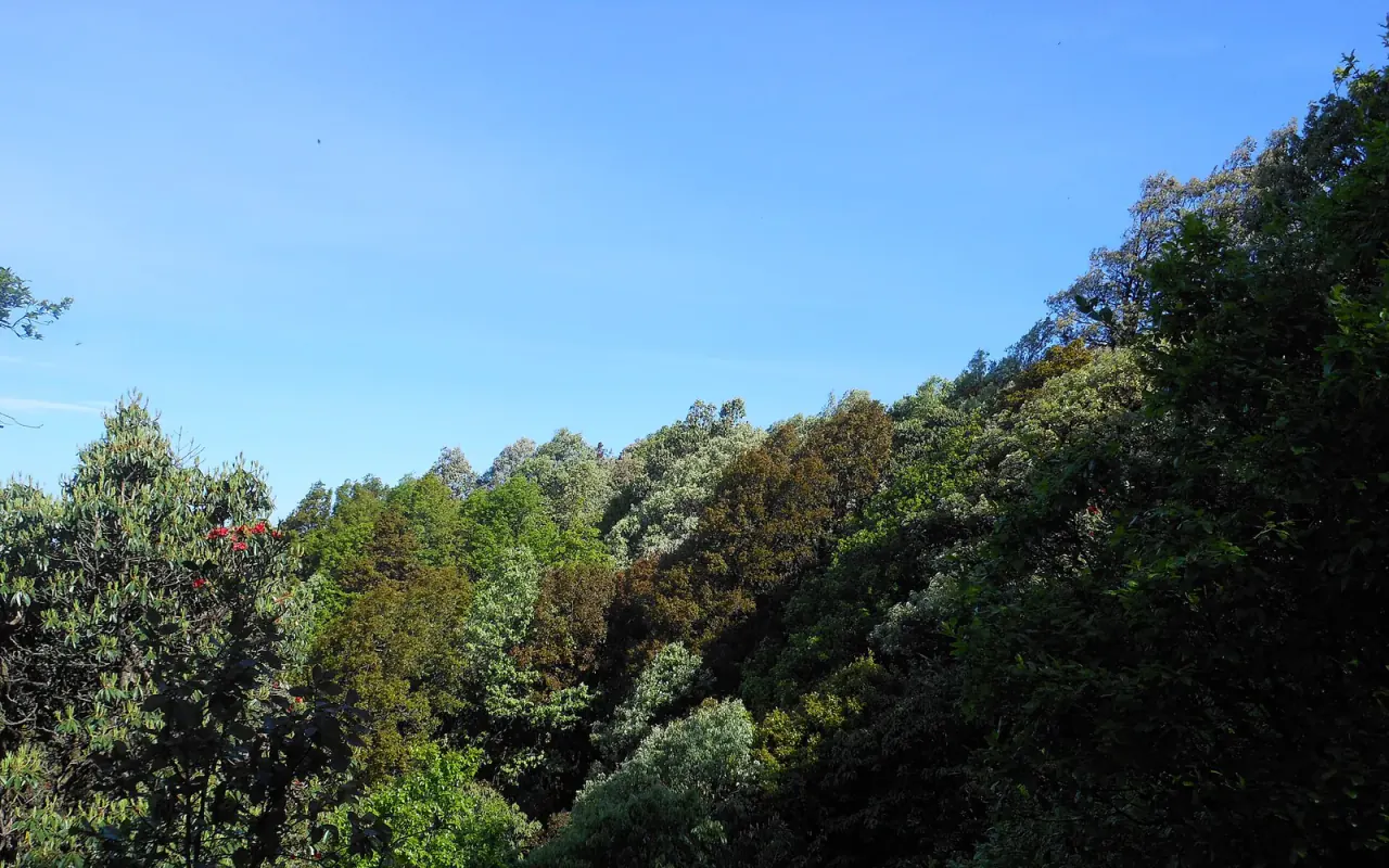 Oak-covered hills in Binsar Wildlife Sanctuary